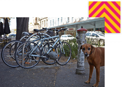 Bicycles, dog and parked cars at a street in Fitzroy